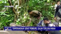 Seekor Gajah Sumatera Terperangkap Jerat Pemburu Diduga Sudah 3 Minggu