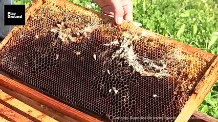 Los gusanos "come bolsas" que biodegradan el plástico sin saberlo
