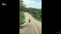 A las serpientes no les gustan las motos