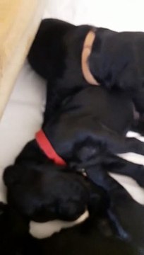 Chiots de race chien d'eau portugais nès le 13 février 2020