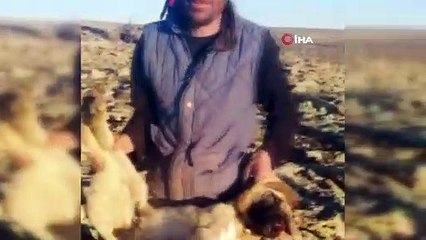 Yavru köpekleri tüfekle öldürdüler