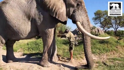 Elefante deita-se no chão para que homem lhe trate os olhos