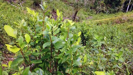 Policía colombiana allana plantaciones de coca en Tumaco