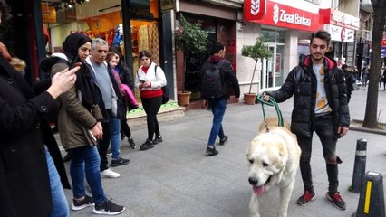 (Özel) Türkiye'de daha büyüğü yok! Onu görenler şaşkınlıklarını gizleyemedi