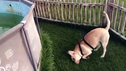 Ankara Köpek Oteli