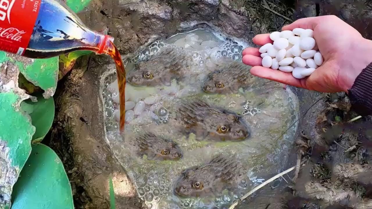 Experiment : Coca Cola Vs Mentos Catch Water Snakes & Frogs From Underground Hole