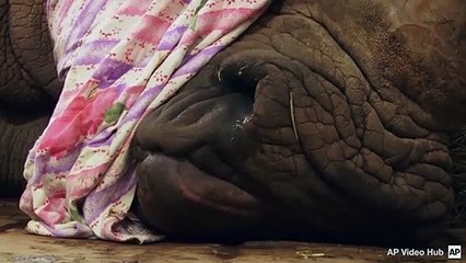 Un zoológico corta el cuerno a un rinoceronte para salvarle la vida