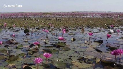 Hundreds of waterfowl land on lake of red lotus flowers in Thailand