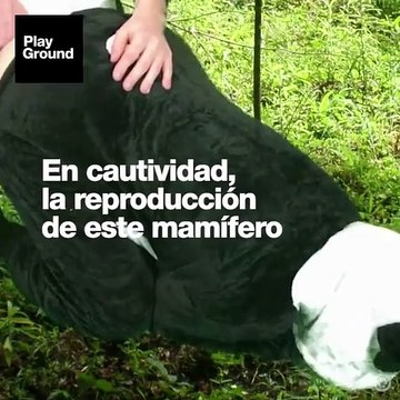 Porno (humano) para pandas en Pornhub.