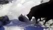 Vacas a la madriguera: las vacas que se meten en un agujero en el suelo para cobijarse de la nieve de Kazajistán