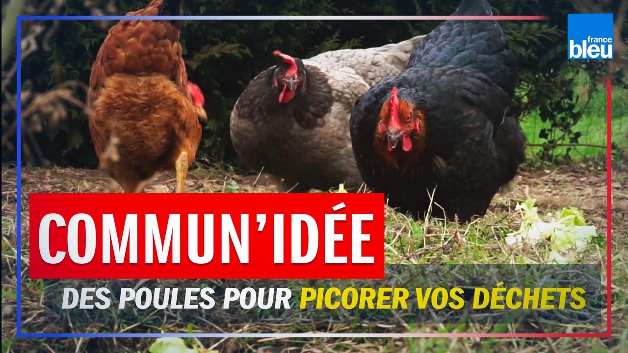 "Commun'idée" : en Sarthe, ce village a été le premier à offrir des poules pour réduire les déchets