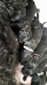 Bébés chien d'eau portugais nés le 13 février 2020