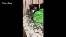 Parrot steals lime covered by plastic food dome