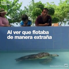 La tortuga que guardaba el dinero a plazo fijo.