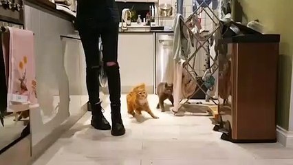 Pablo and Bones Suffer From Cerebellar Hypoplasia!