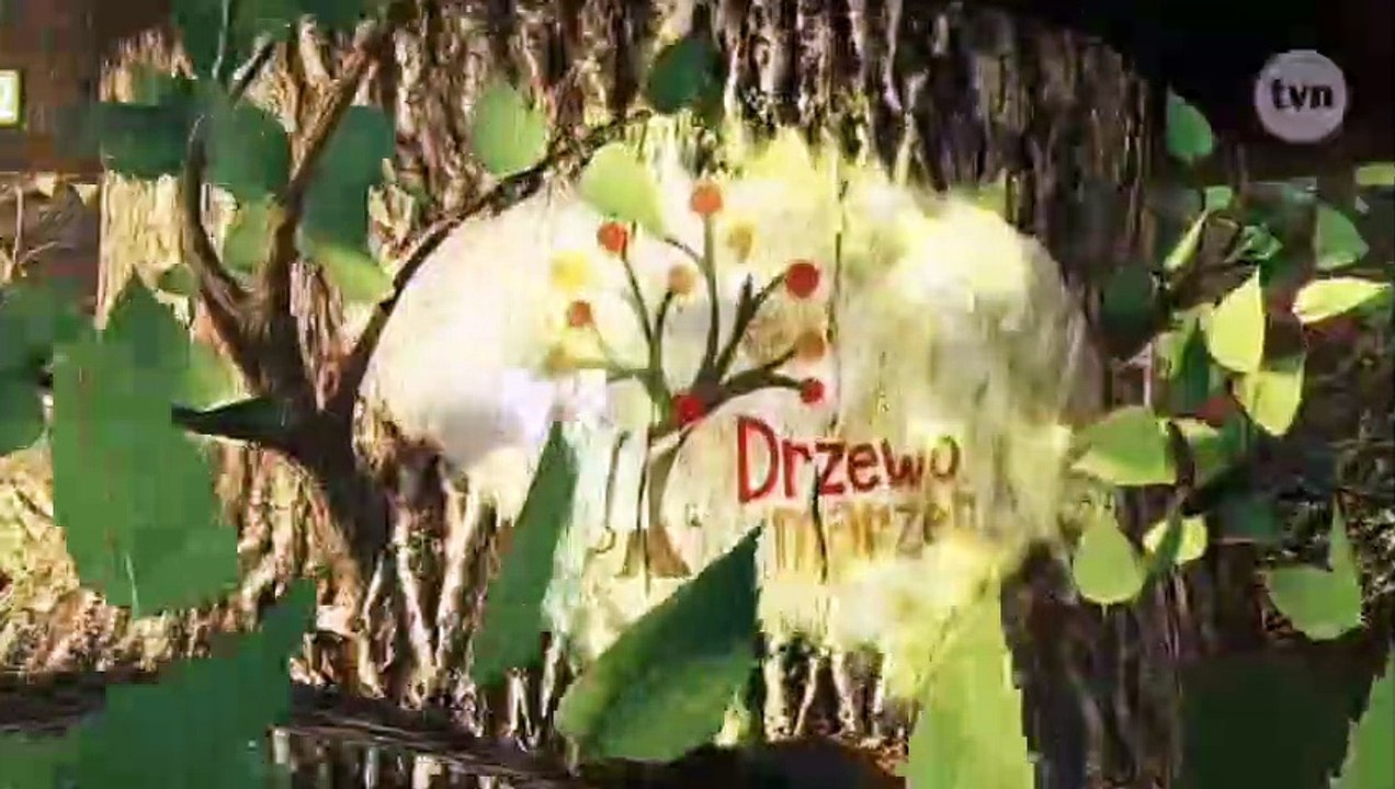 Drzewo marzen- czołówka i tyłówka