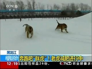 Tigres chinos cazando un dron