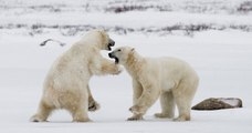 Russie : le phénomène des ours blancs qui s'entre-dévorent à cause de la faim inquiète les scientifiques