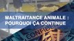 Maltraitance animale dans les abattoirs : pourquoi ça continue