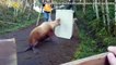 Lost Sea Lion Returned to the Water After Being Found Blocking a Road