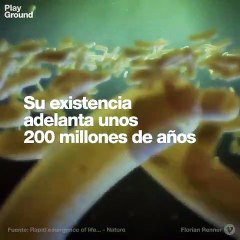 Hallan el fósil más antiguo conocido hasta el momento