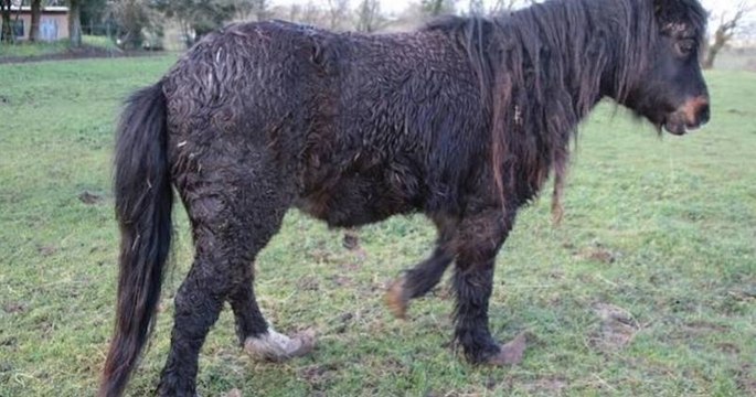 Finistère : plus de 70 animaux victimes de maltraitance et d'abandon sauvés d'une ferme