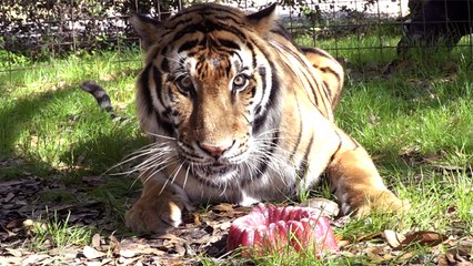 Valentine's Treats For The Tiger Boys