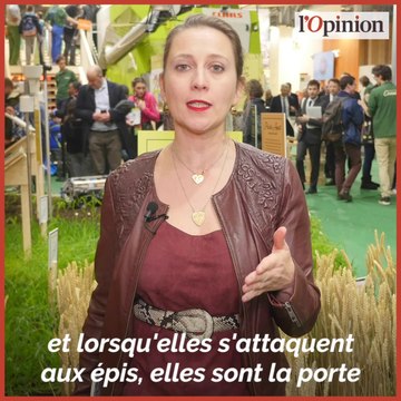 Biocontrôle: ces petites guêpes qui remplacent les insecticides pour sauver le maïs