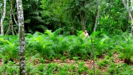 Assistir Caminhos do Coração Capítulo 237 26/02/2020 Capitulo 237 HDTV Completo