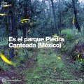 Cómo un pueblo mexicano salvó sus bosques gracias a las luciérnagas