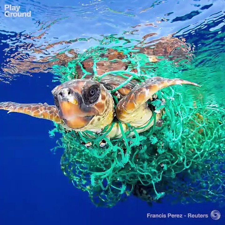 Las mejores fotos de 2016 según World Press Photo