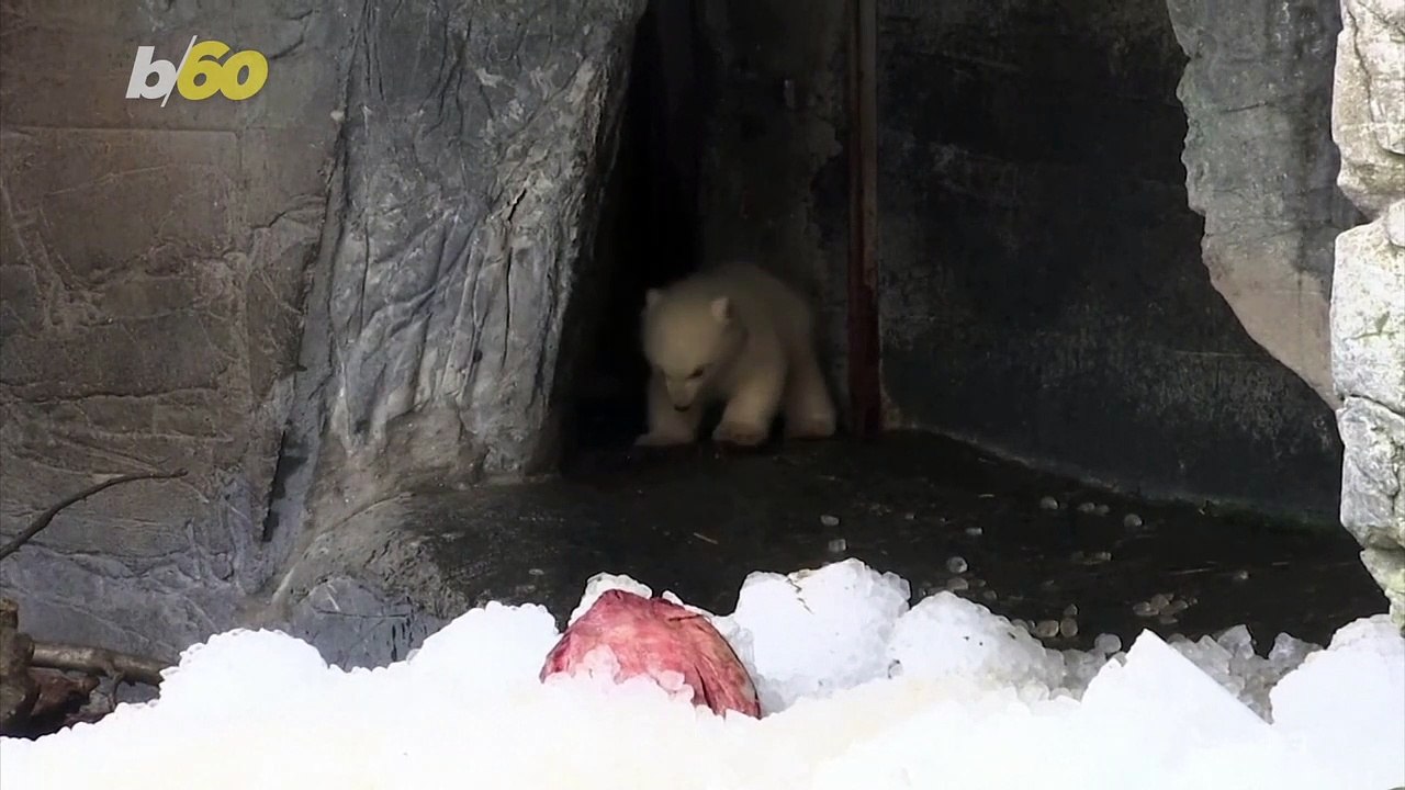 See This Polar Bear Cub Have Its First Adventur...