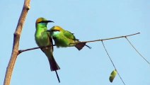 Green bee eater bird