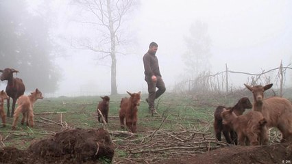 ماعز وخرفان لمكافحة حرائق الصيف في البرتغال