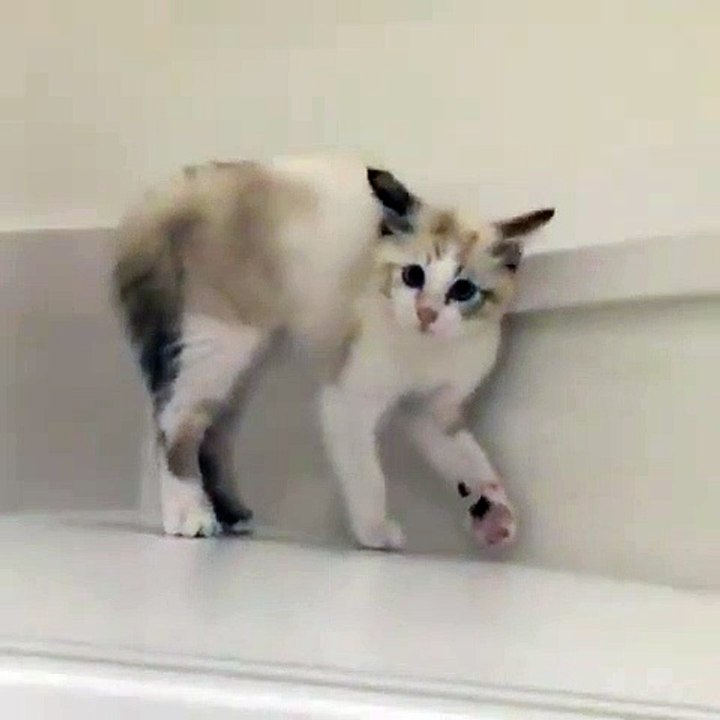 Terrorisé ce bébé chat est trop mignon !