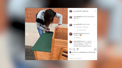 Paz Padilla se fabrica un gallinero para tener "huevos ecológicos"