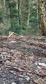 Rencontre avec un lynx dans le massif du Jura