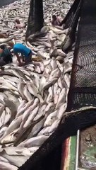 Pour faire ce métier il faut aimer le poisson