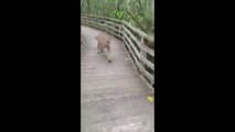 Ce randonneur croise un puma sur un pont... Grosse frayeur