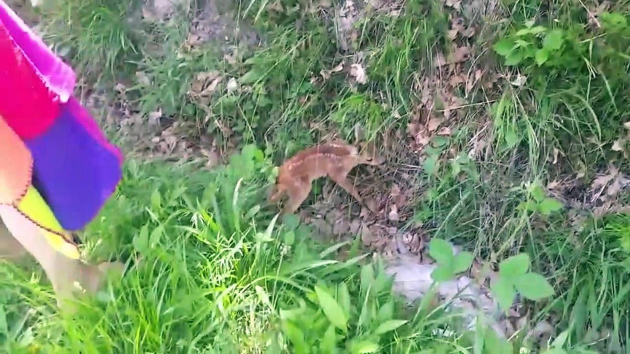Sauvetage d'un bébé Faon tombé dans un fossé... Moment adorable