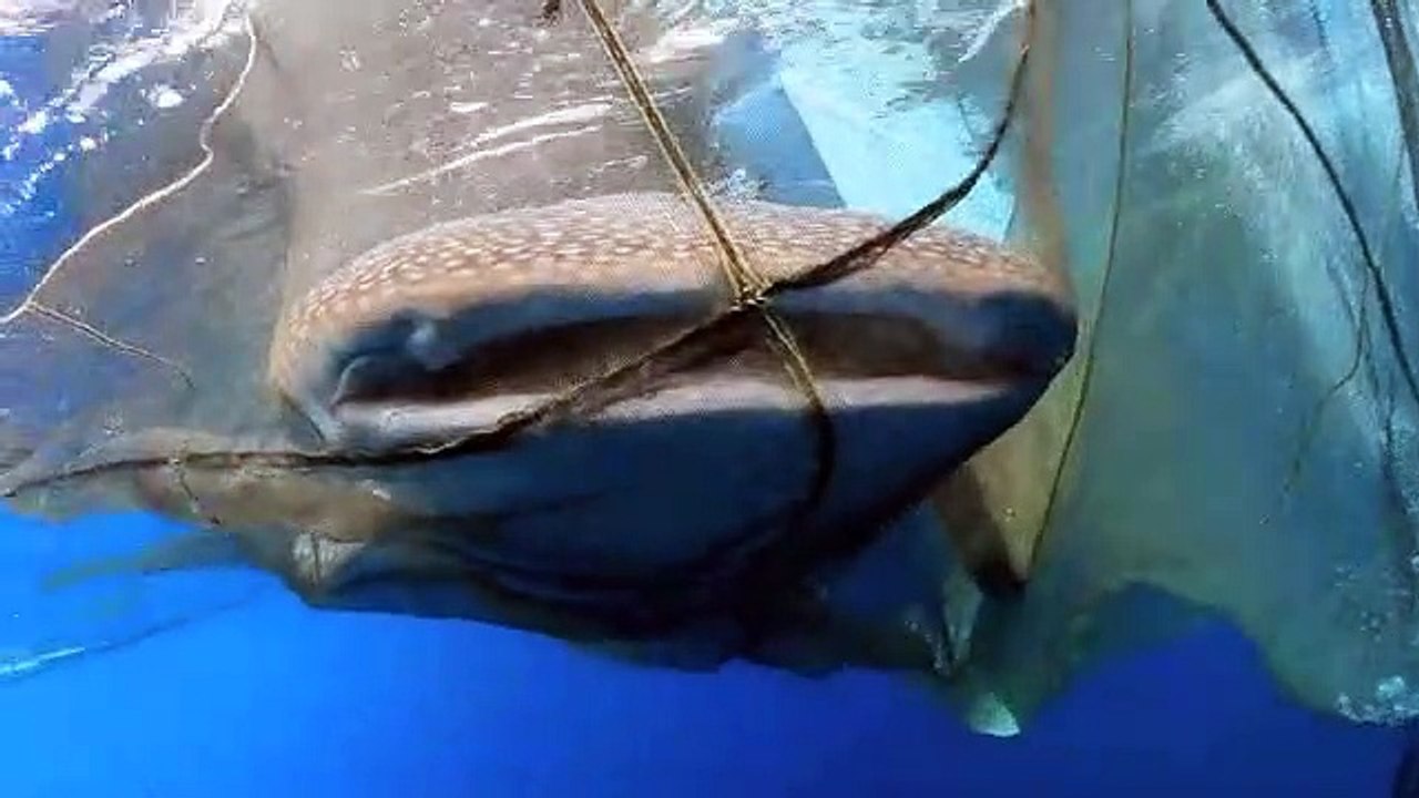 Des plongeurs sauvent un requin-baleine piégé dans un filet de pêche