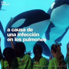 La “orca asesina” descansa por fin en paz.