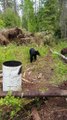 Close Encounter with a Young Black Bear