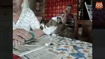 Video divertido de gatitos y cachorros