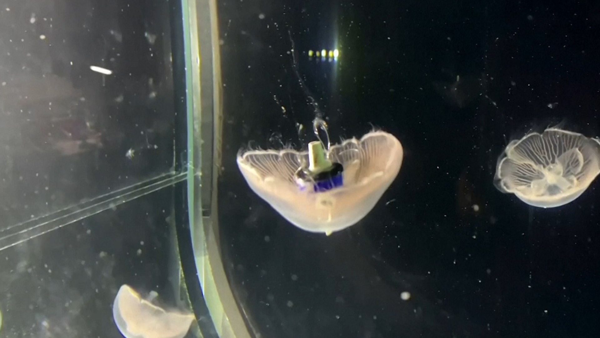 ‘Bionic Jellyfish’ Are Being Created By Researchers