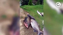 Três toneladas de peixes são mortos em lagoa de Marilândia
