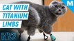 This cat is living her best life with new 3D-printed titanium limbs — Future Blink