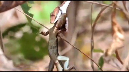 ext-serpiente-come-lagartija-270220