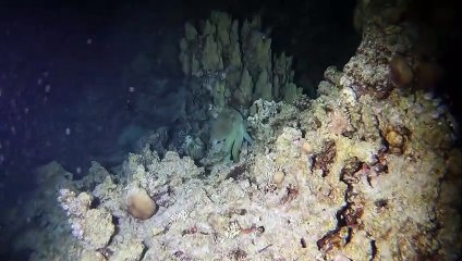 Octopus Hunting in the Red Sea