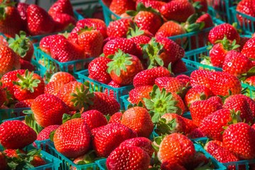 In Florida, Strawberries Are Still a Work in Progress